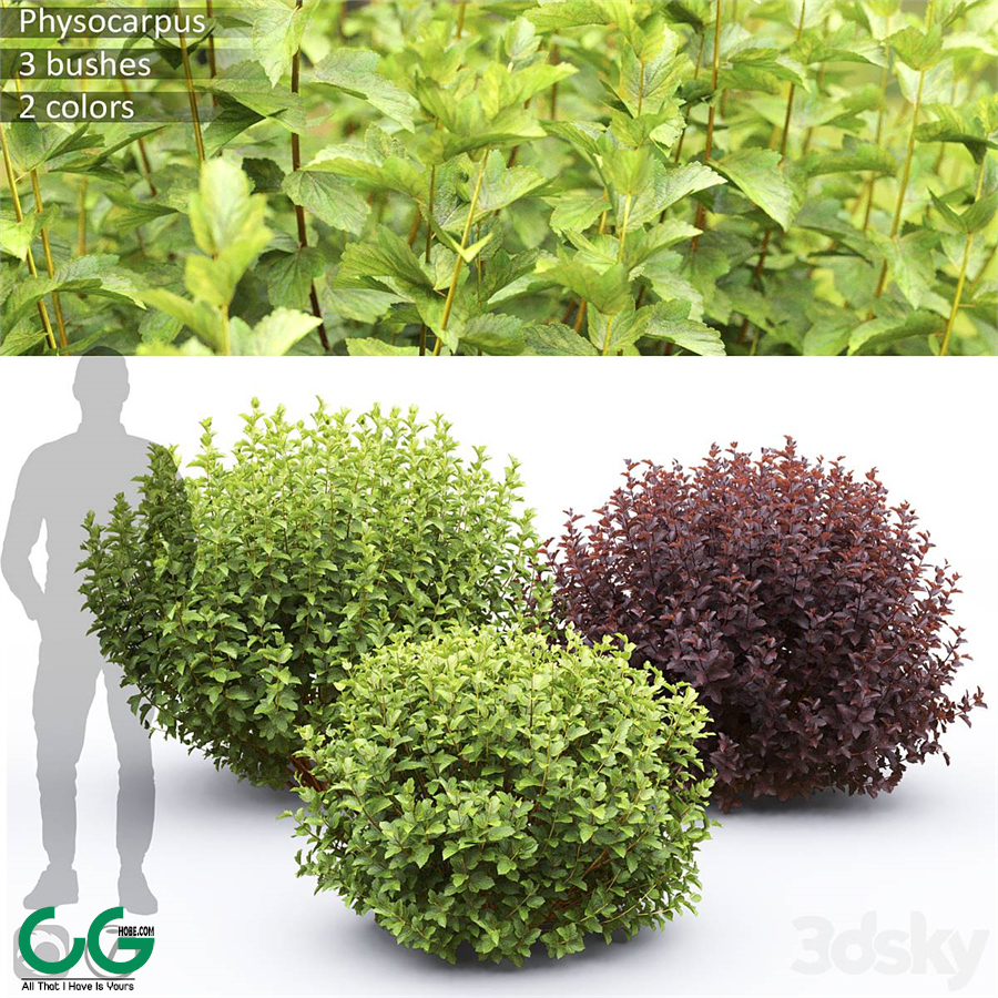 Physocarpus
